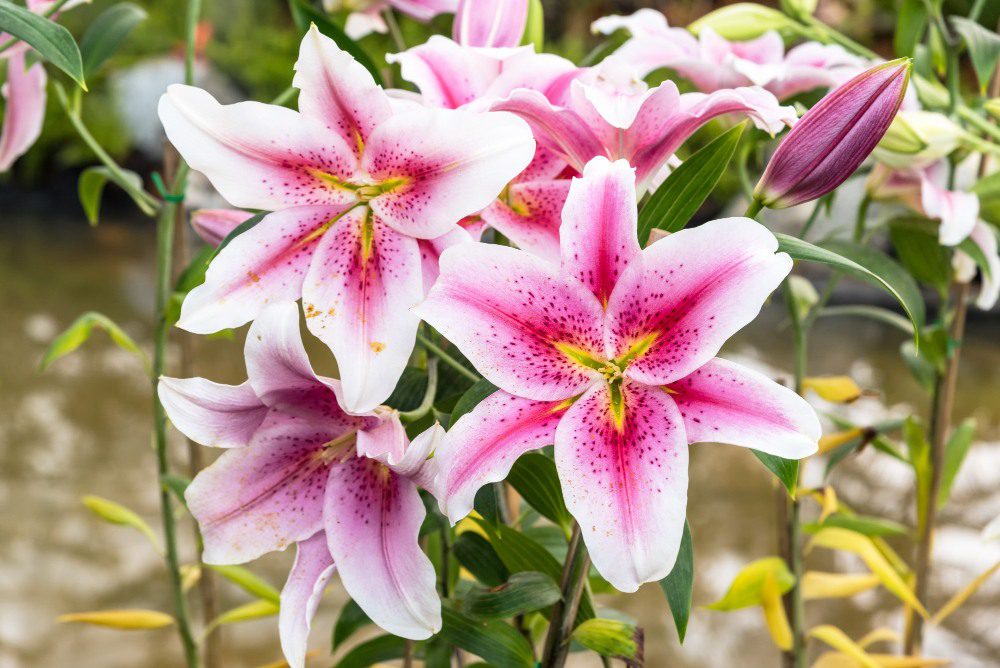 Yuri, also known as Lily, is a captivating and elegant flowering plant that holds significant cultural and historical value in Japan.