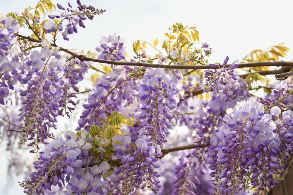 The Fuji, or wisteria, is a beautiful flower with long, hanging clusters of purple, white, or pink blooms.