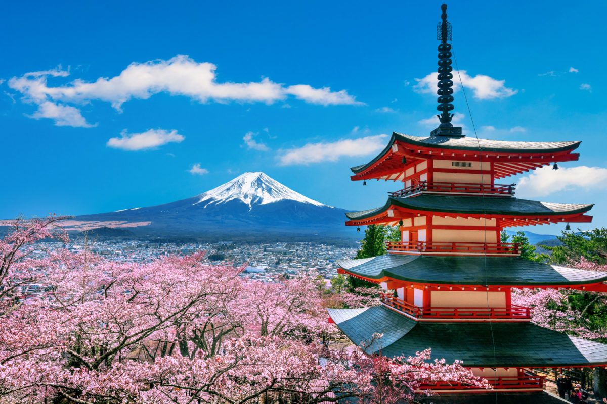 Uncover the Timeless Beauty of Japanese Flowers: A Seasonal Guide Through Stunning Blossoms