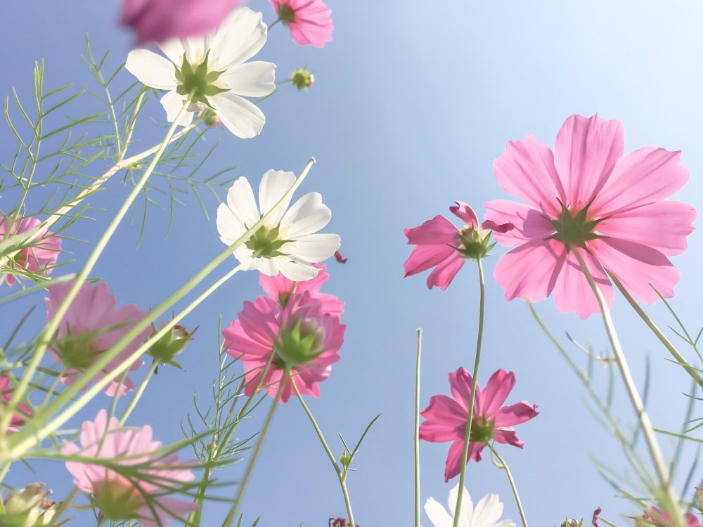 Kosumosu, or Cosmos in English, is a beautiful and popular flower that can be found throughout Japan.