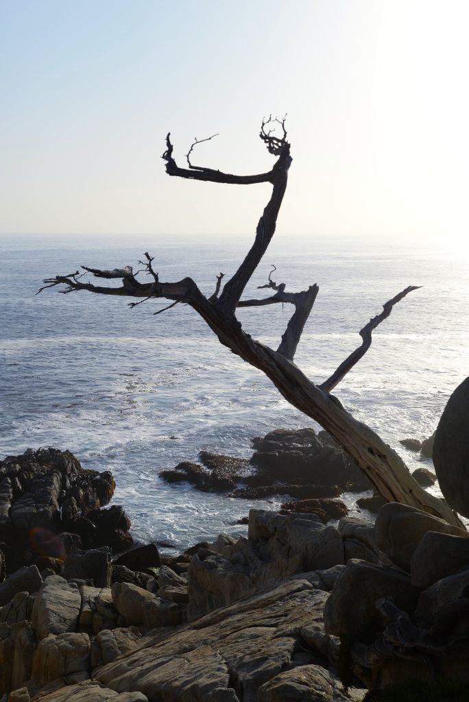 Sigthseeing in Monterey