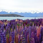ultimate new zealand trip notes