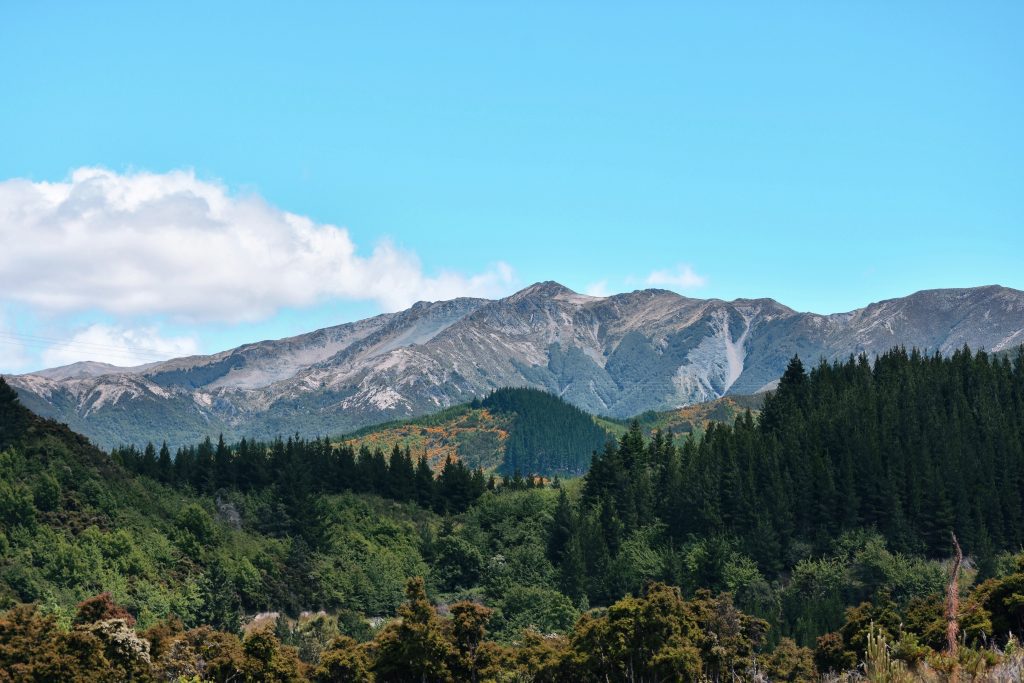 new zealand in spring