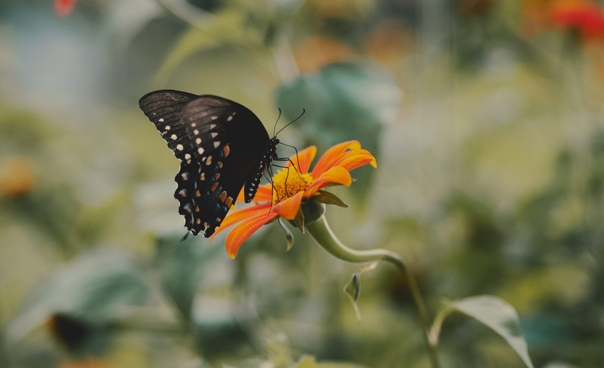 visit Butterfly Valley Fethiye