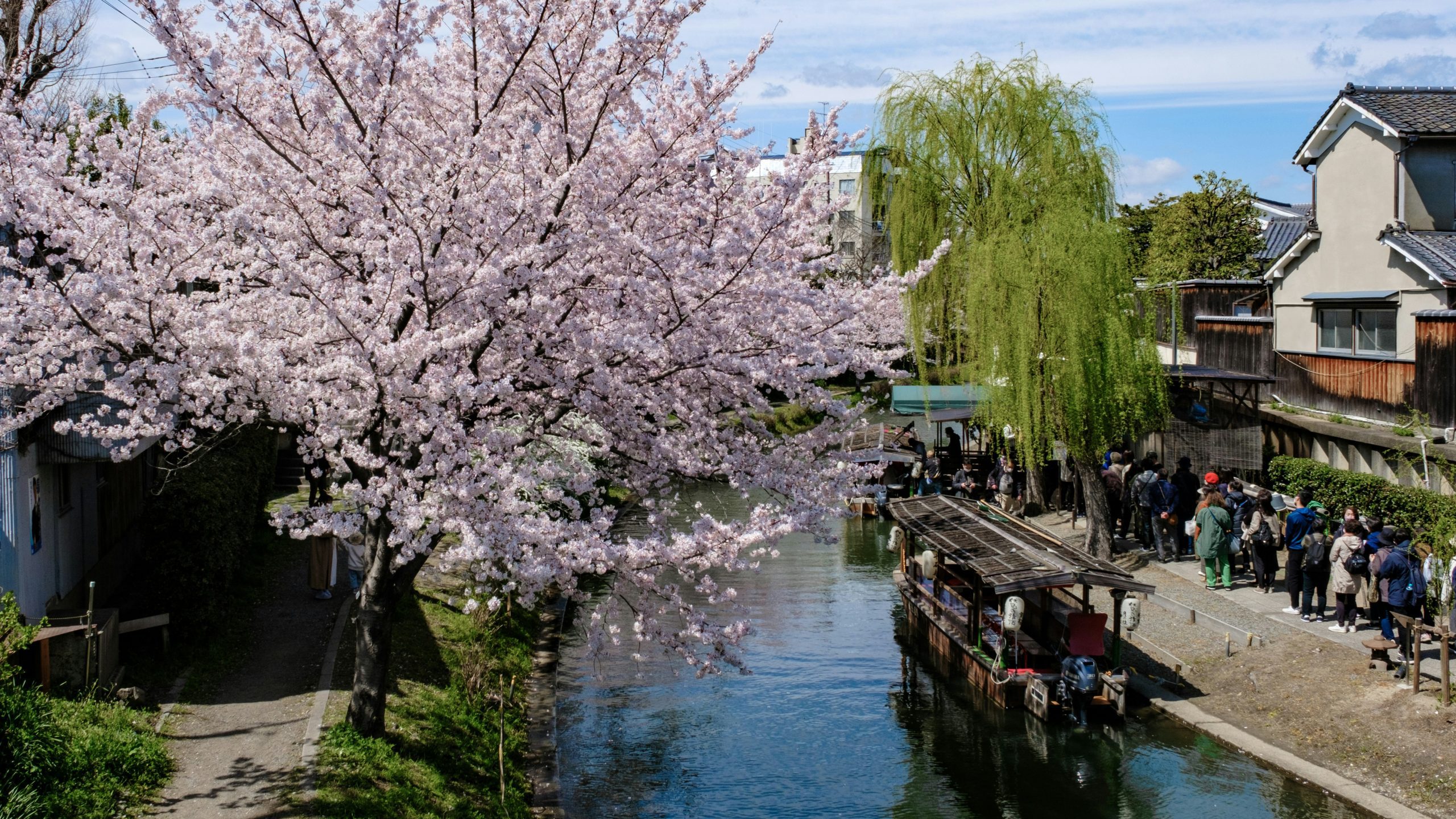 kyoto cherry blossoms