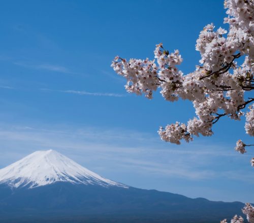 where to see cherry blossoms in japan guide