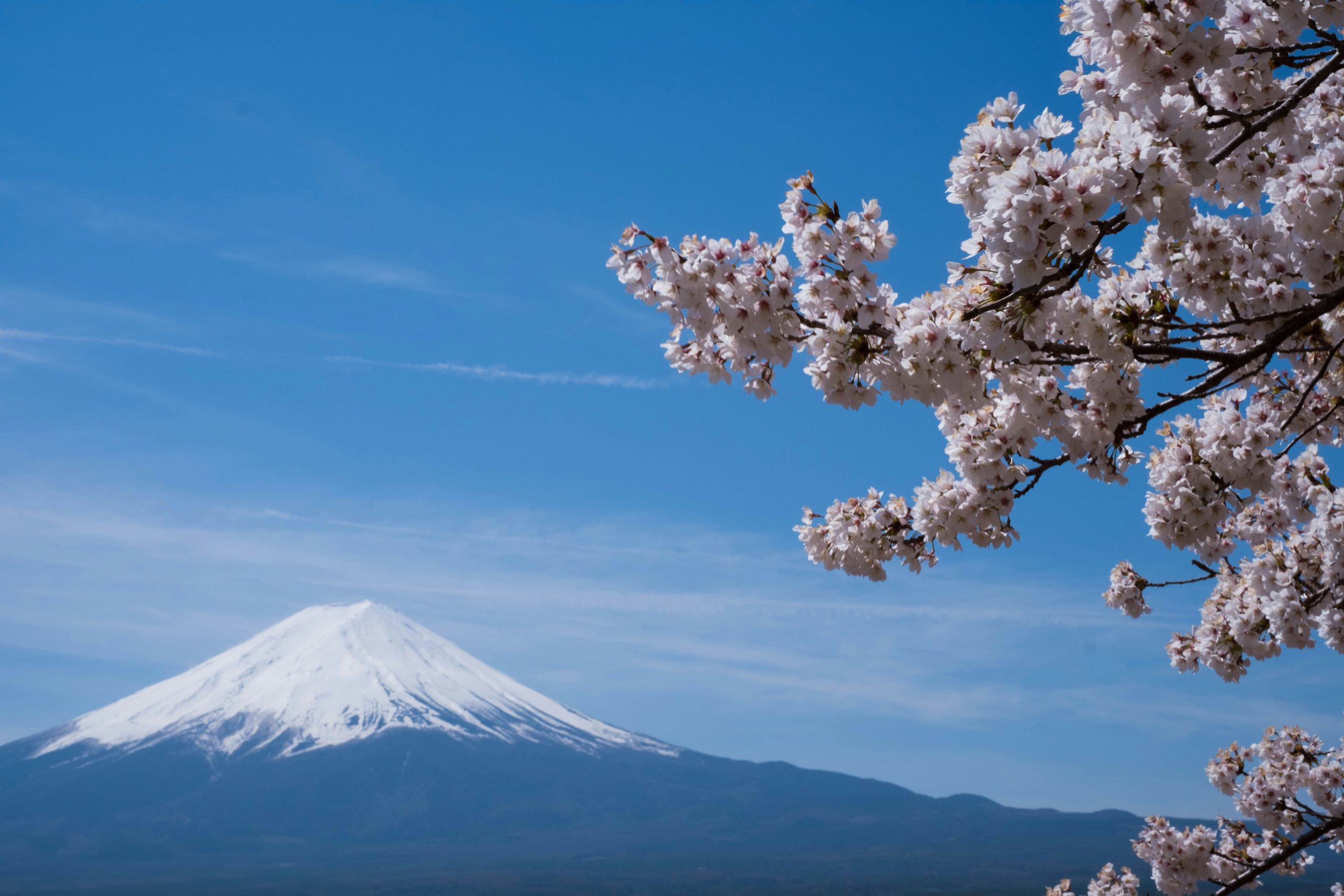 Where to See Cherry Blossoms in Japan – Viewing Guide